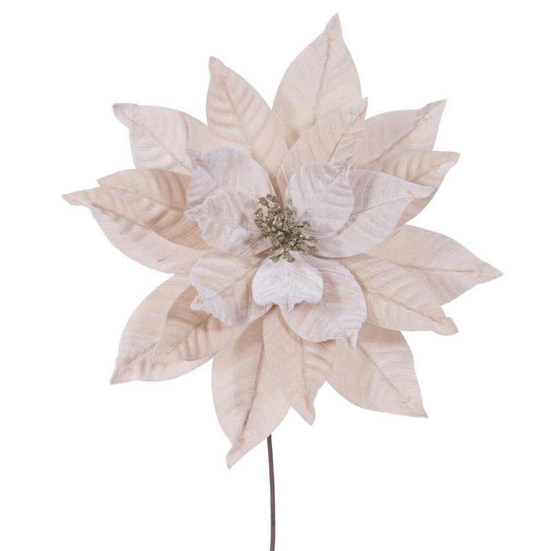 Tiges de poinsettia Clementina, Champagne