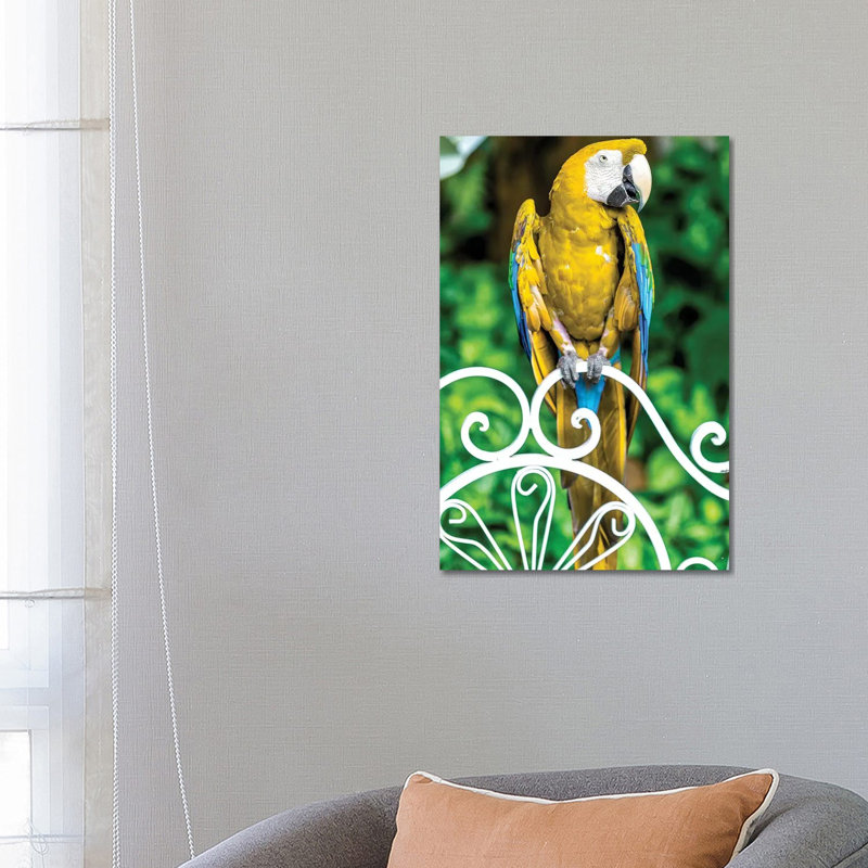 Macaw III by Glauco Meneghelli - Wrapped Canvas Print