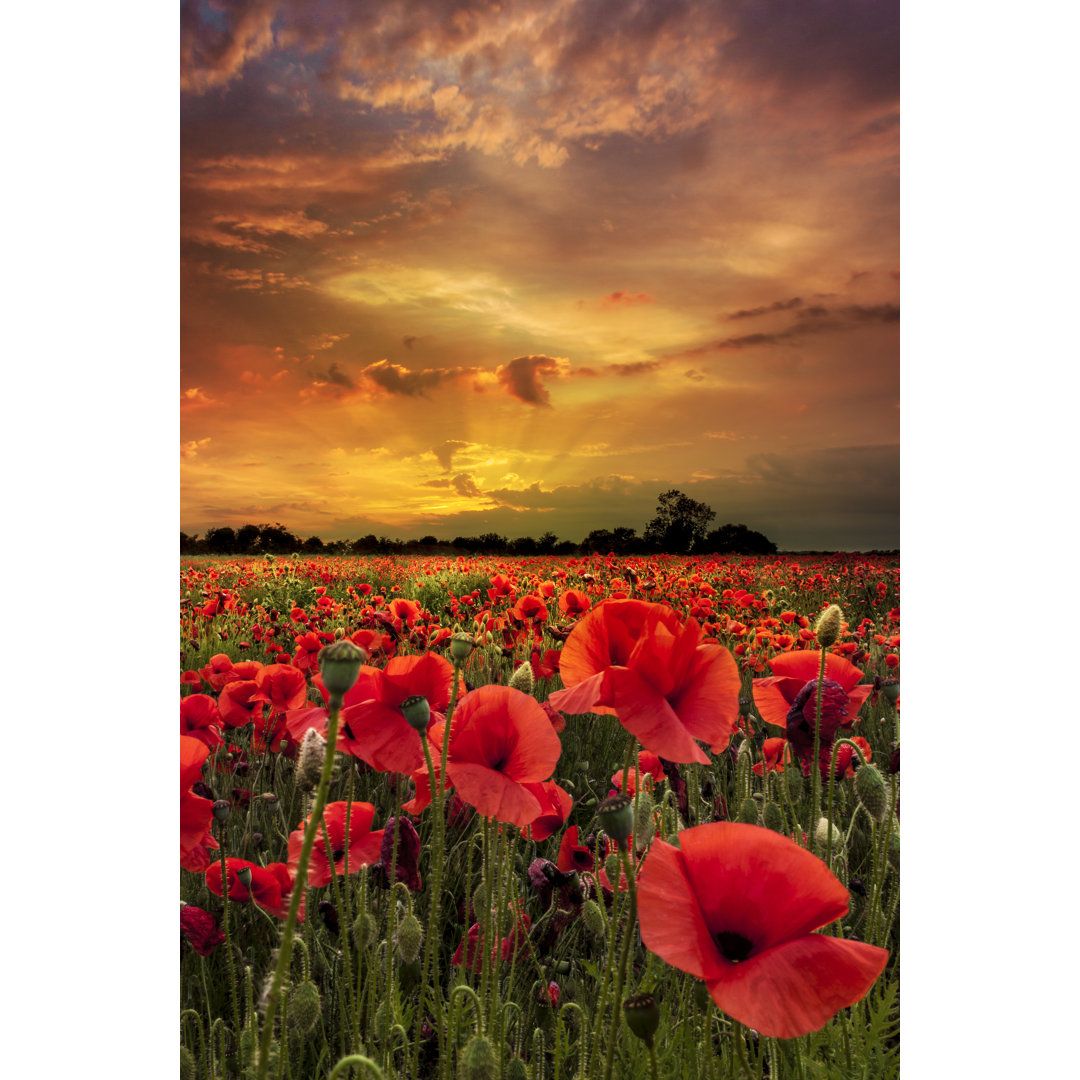 Leinwandbild Poppies Close Up Under Skies