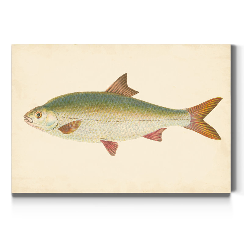 " Donovan Antique Fish II ", 48" H x 32" W x 1" D