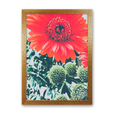 Gerbera - Print