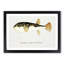 Illustration of a Pufferfish by F.E. Clarke - Picture Frame Graphic Art Print-55579696-55579697
