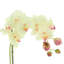 Phalaenopsis Orchid Floral Arrangement in Pot-1204512991