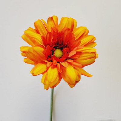 Gerbera Daisy