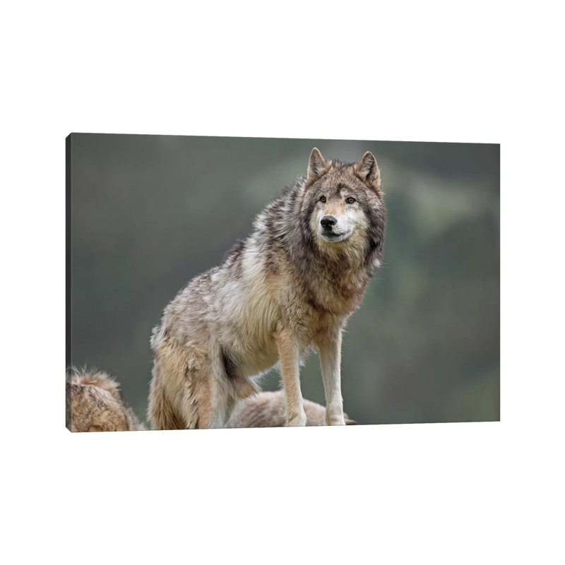 Grey Wolf, North America I by Tim Fitzharris - Wrapped Canvas Print, 101.6 cm H x 66.04 cm W x 1.91 cm D