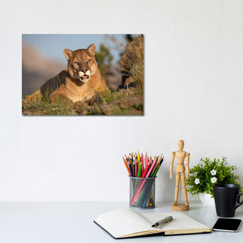 Mountain Lion Portrait, North America I 1 Piece Wrapped Canvas Wall Art, 20.32 cm H x 30.48 cm W