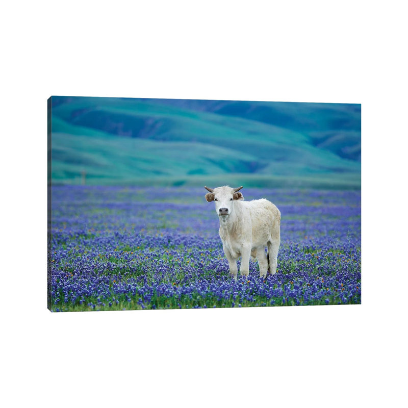 Cows In Lupine IV by Dennis Frates - Print on Canvas, 45.72cm H x 66.04cm W x 1.91cm D, Wrapped Canvas