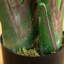 Palmier artificiel-1750016412