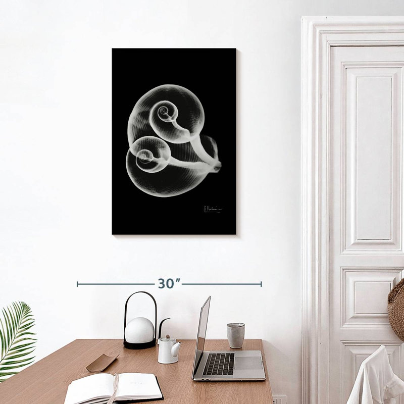 Aletra Conjoined Shells, 30" H x 20" W