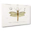 Eastern Dobsonfly by Charles D' Orbigny - Wrapped Canvas Painting-55373080