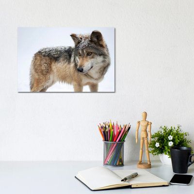 A Federally Endangered Mexican Wolf At The Wild Canid Survival And Research Center