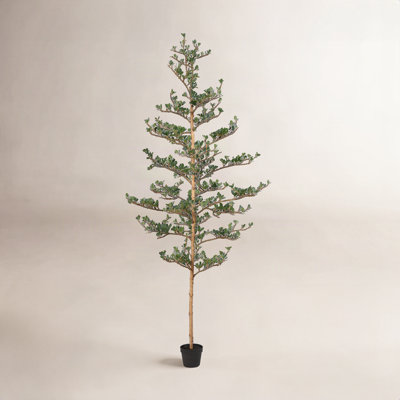 Adcock Olive Tree in Pot