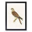 A Common Kestrel by Von Wright - Framed Print-55457539-55457540