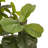 Faux Fiddle Leaf Tree-Faux Fiddle Leaf Tree-9'-644197787