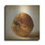 Gracie Oaks «Oak Pods 4» par Jessica Rogers, art mural en métal-1083960202