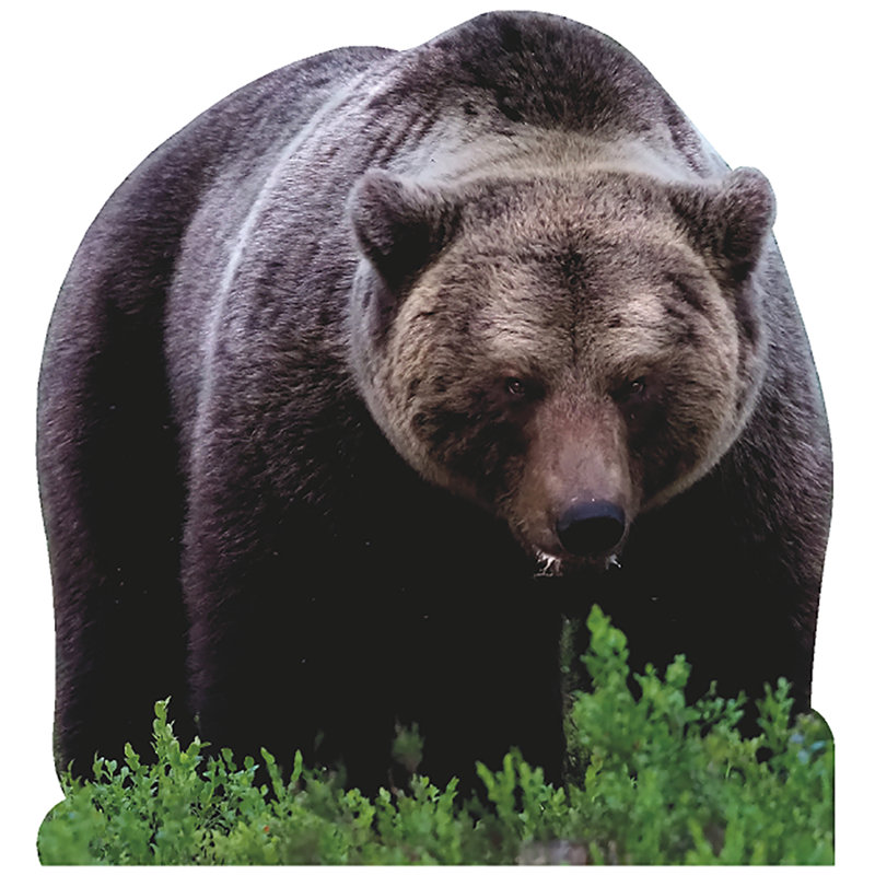 Pouncing Brown Bear Cardboard Standup