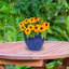 Jardinière extérieure ronde en céramique 11,75 po x 11,75 po x 9,5 po Chalet - bleu impérial-343455990-343419990