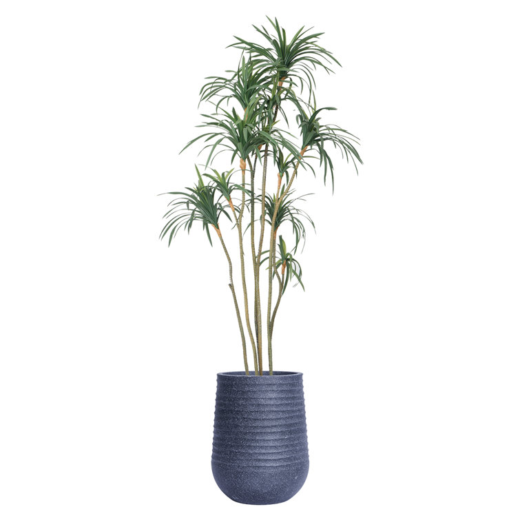 86.08'' Faux Dragon Tree Tree in Pot