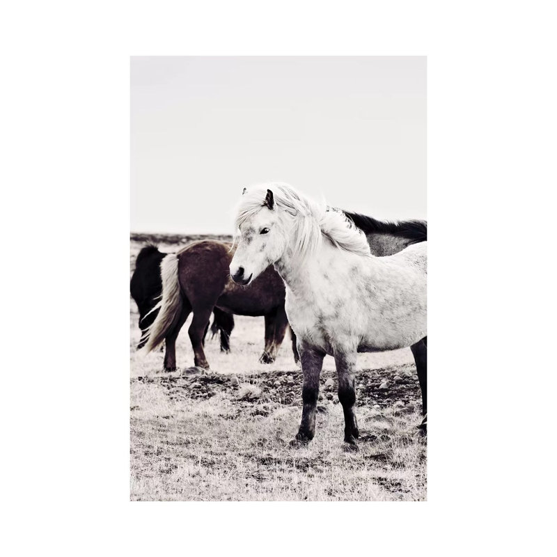 Iceland Horse Bjarmi by Monika Strigel - Wrapped Canvas Print, 20.32 cm H x 30.48 cm W