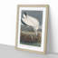 Wood Stork by John James Audubon - Picture Frame Painting Print-55612963-55612959