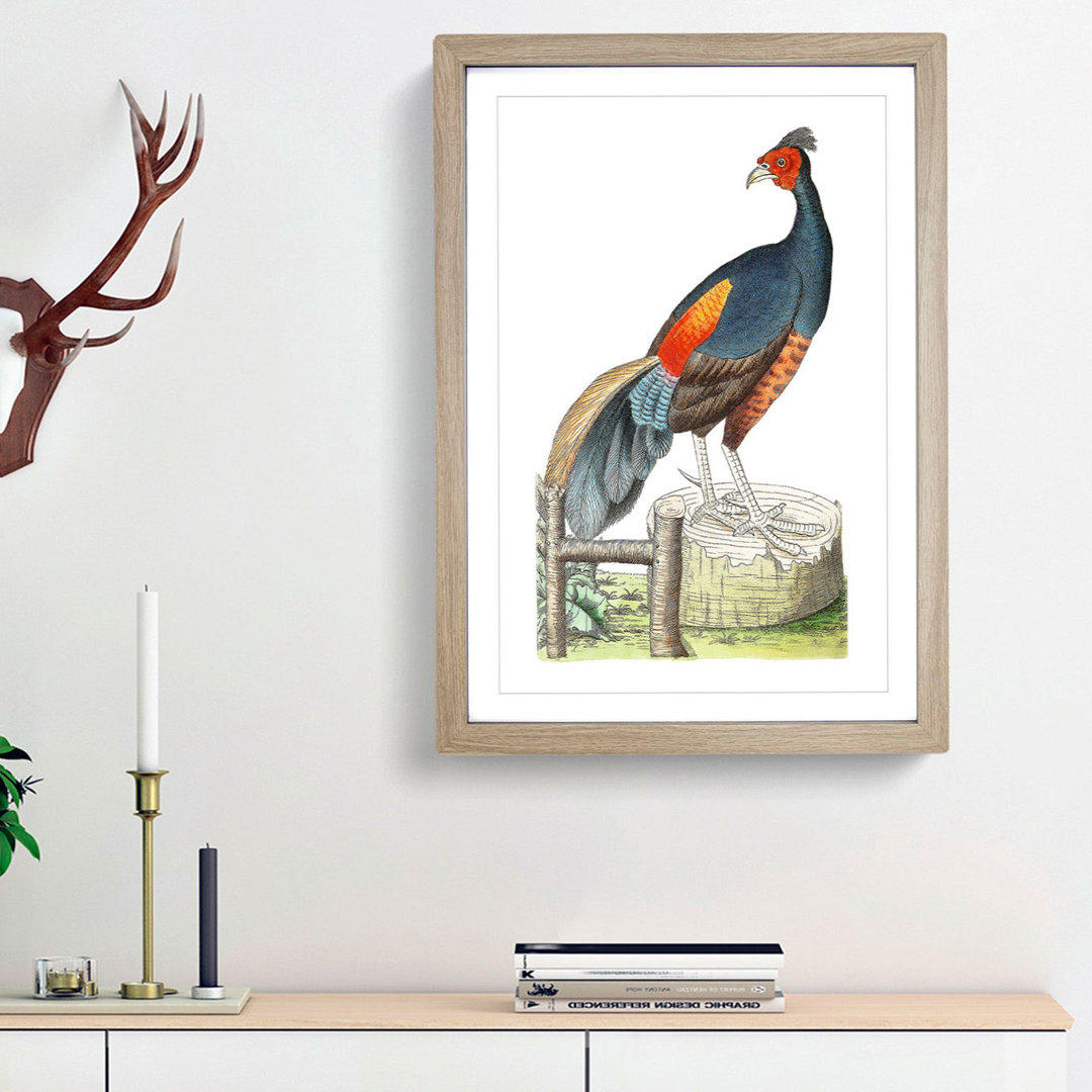 Fire-Backed Pheasant by George Shaw - Framed Print