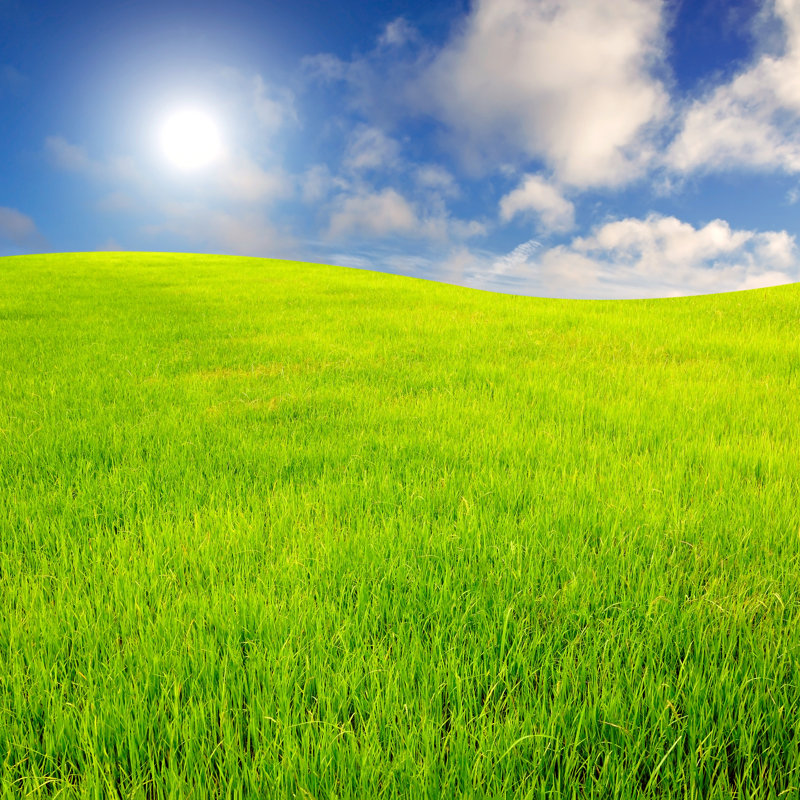 Sky And Grass Background by Apinunrin - Wrapped Canvas Print, 51cm H x 51cm W