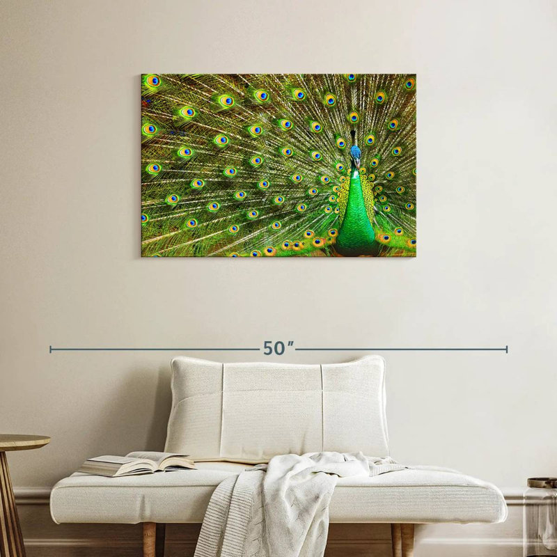 Brampt Showing Off Peacock Feathers, 24" H x 36" W