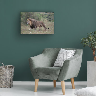 Bolog Bob Langrish Lion Proudly Canvas Art
