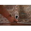 Tapis traditionnel rose 6x9