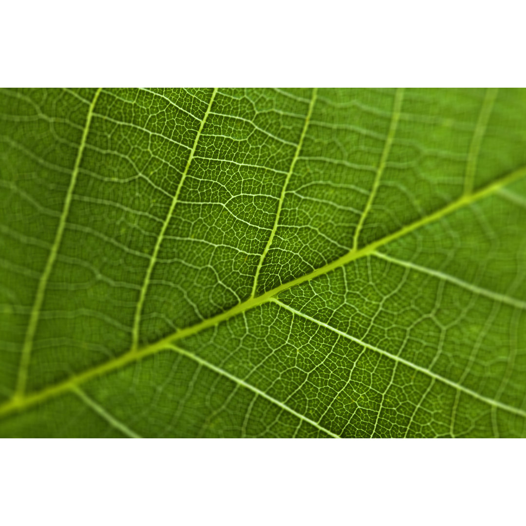 Closeup View Of Leaf Surface von DirkRietschel - Wrapped Canvas Art Prints