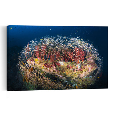 Vibrant Coral Fish School Colorful Vibrant Fish Landscape Nature Wall Art Print 1 Piece Wrapped Canvas Wall Art