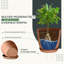 Pots à plantes d'intérieur avec drainage-1952380653