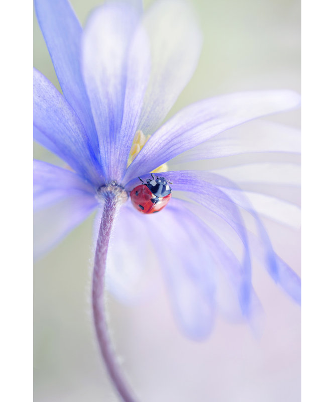 Wrapped Canvas Print, 60.96 cm H x 91.44 cm W