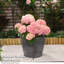 Paulen Planter Twin Pack