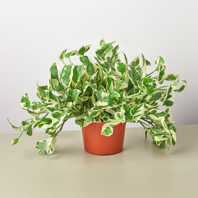 House Plant Shop Live Foliage Plant Low Maintenance Plant Rattan