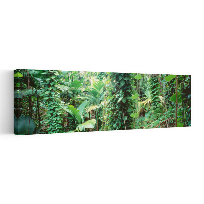 Végétal, Seychelles, forêt abstraite, art mural, H 12 po x l 36 po