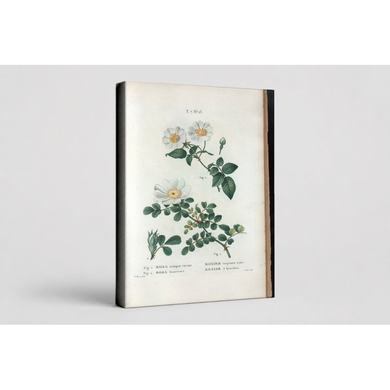 Rosa sempre virens et Rosa bracteata (rose toujours verte et rose Macartney) - art mural sur toile, 20" W x 16" H