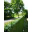 Artificial Fence 1m-58317591