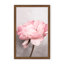 «Nature Inspired Peony» par Kathrin Pienaar - photographie encadrée sur papier-81387086-131292228-131292222
