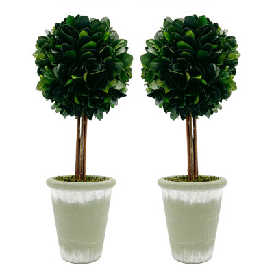 Paire de plantes topiaires en pot de buis préservé de 17 po