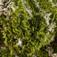 Tapis vert à poils longs treillis Rugs.com Ruth-835515004