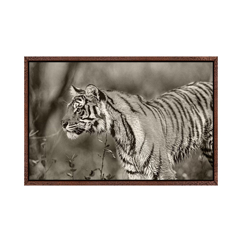 Siberian Tiger sub-adult, native to Russia 1 Piece Wall Art on Canvas, 66.04 cm H x 45.72 cm W, Classic Wood Framed