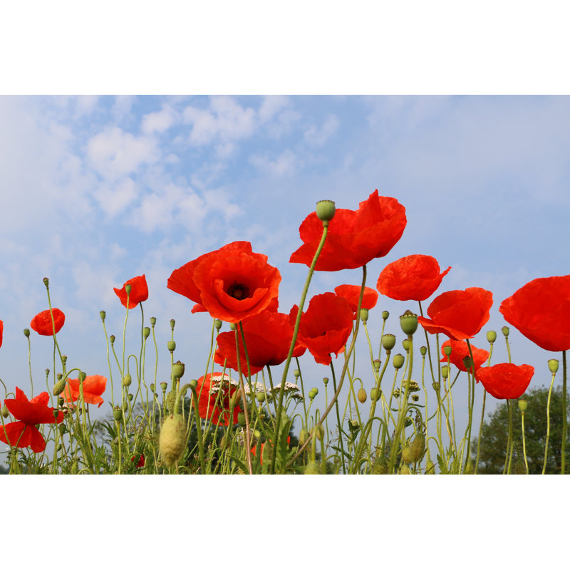 Photographie de coquelicot rouge sur toile par Henk Hulshof, H 12 po x l 18 po x P 1,25 po