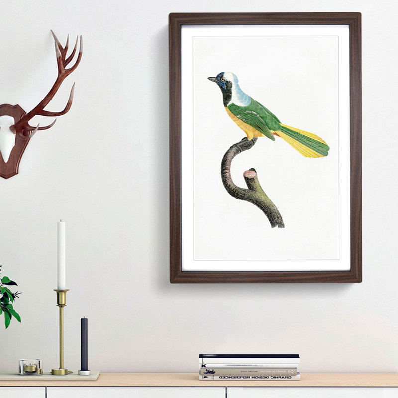 Peruvian Jay Bird by Jacques Barraband - Picture Frame Painting Print, 48cm H x 36cm W x 2cm D, Walnut Framed
