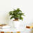 2-Pack Smart Self-watering Planter Pot-116205720