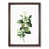Walnut Framed selected