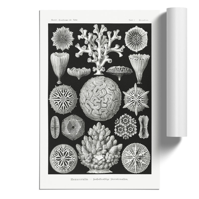 Hexacorallia Coral Vol.1 1 Piece Wall Art, 30cm H x 21cm W x 0.1cm D