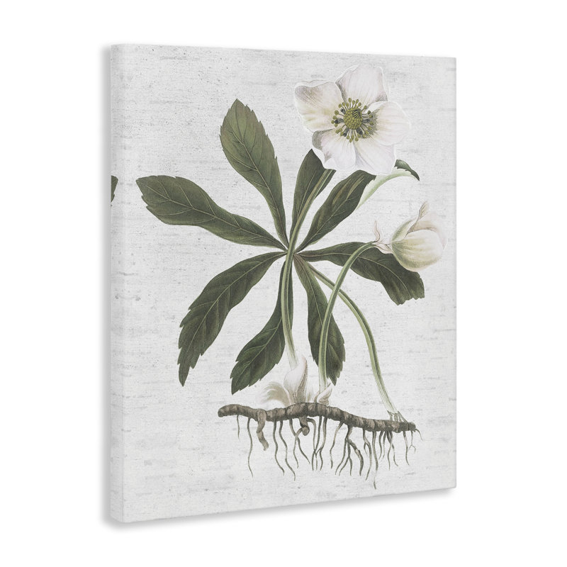 Art mural Magnolia Flower Study par lettré et doublé, H 40 po x l 30 po