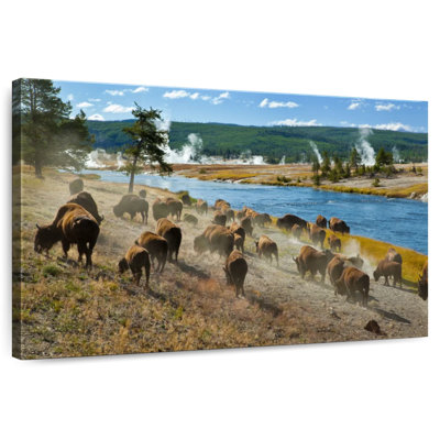 Herd Of Bison