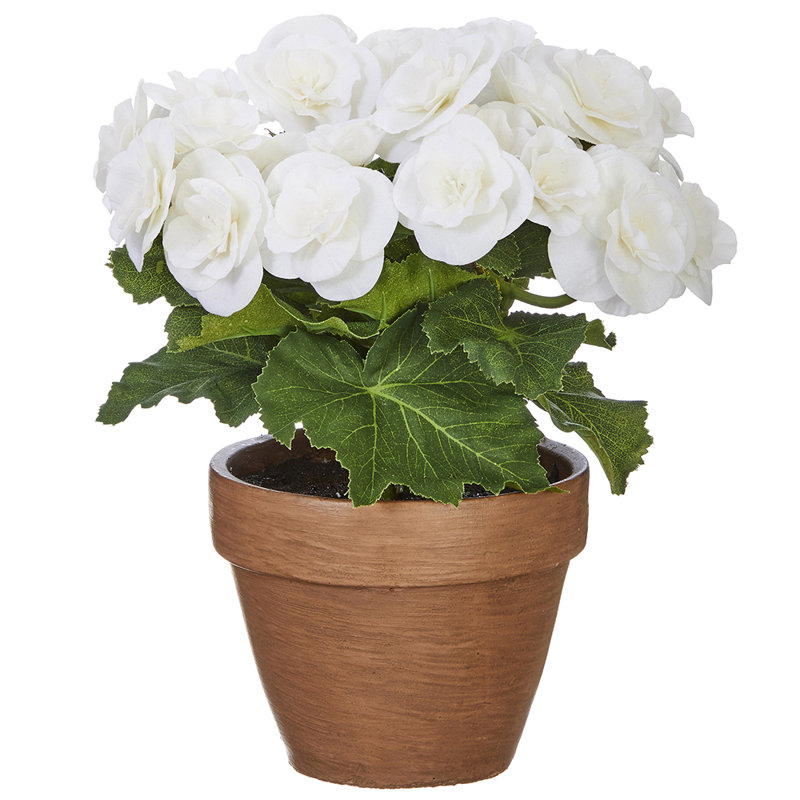 Plante florale en pot begonia